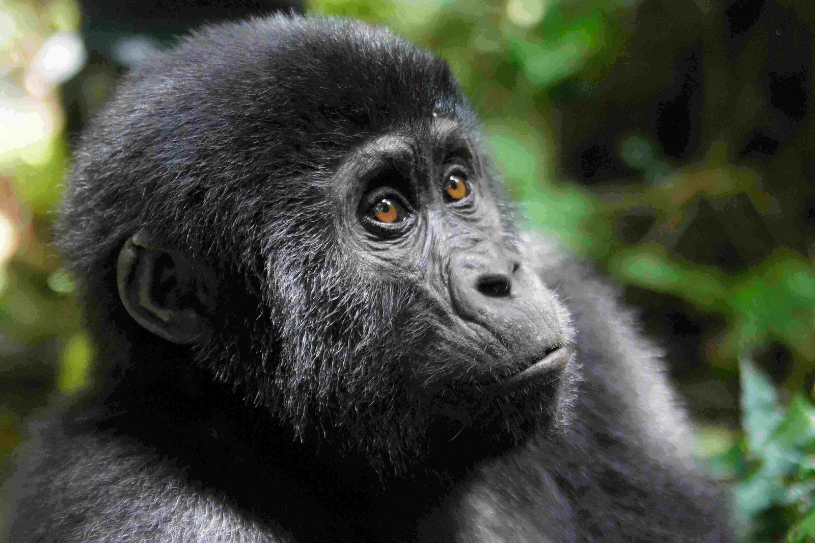 Deep green ridges of Bwindi Impenetrable Forest