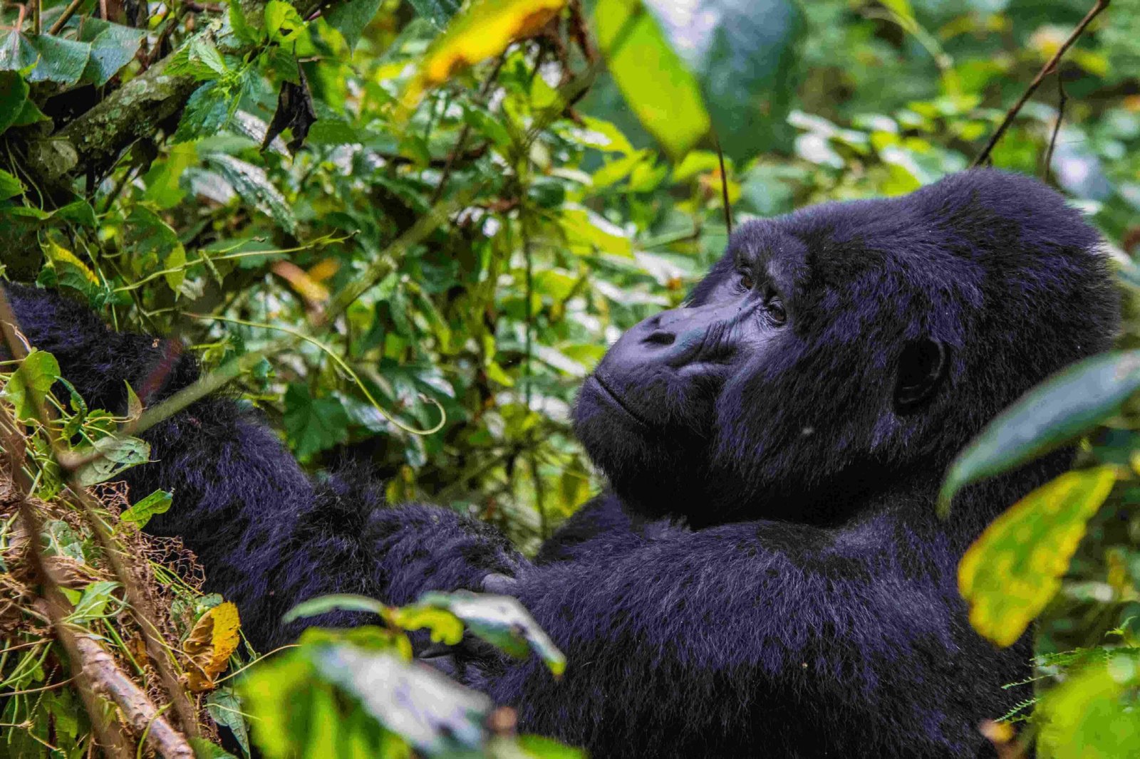 Intimate primate tracking encounter in dense rainforest canopy