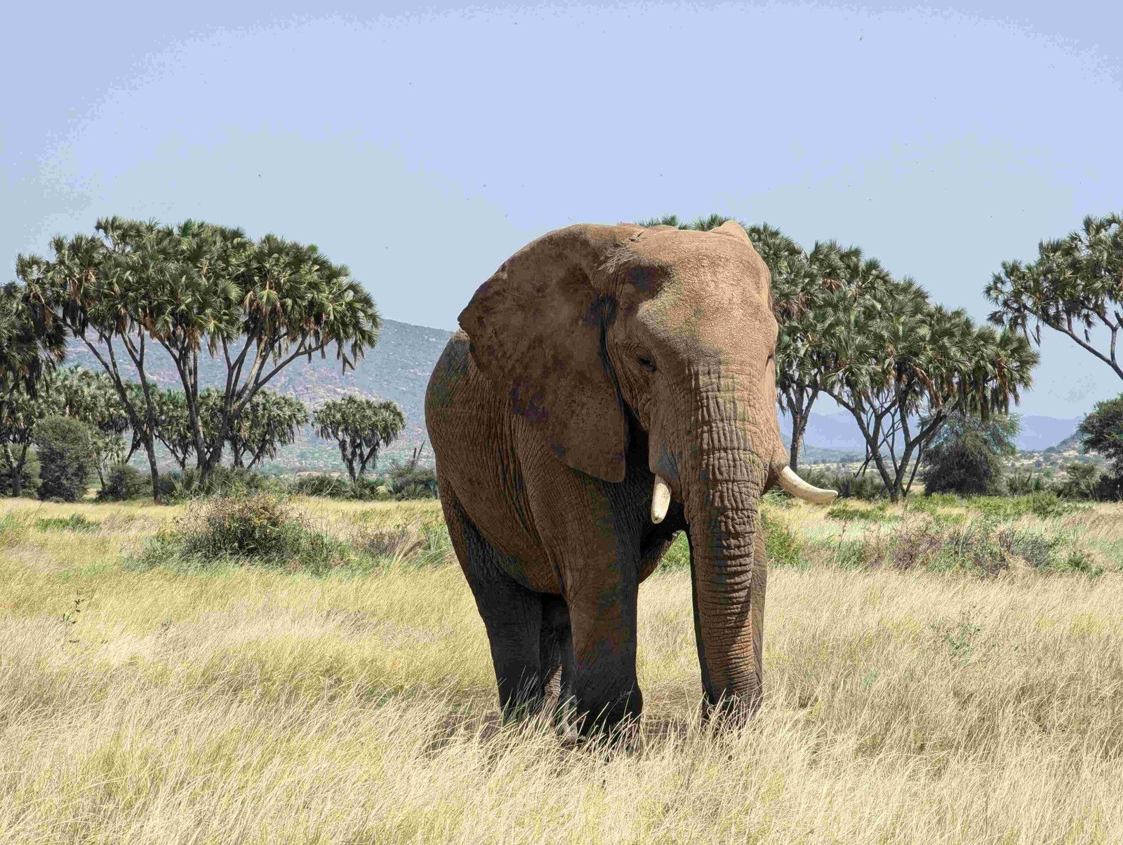 Luxury private safari expedition on the East African plains