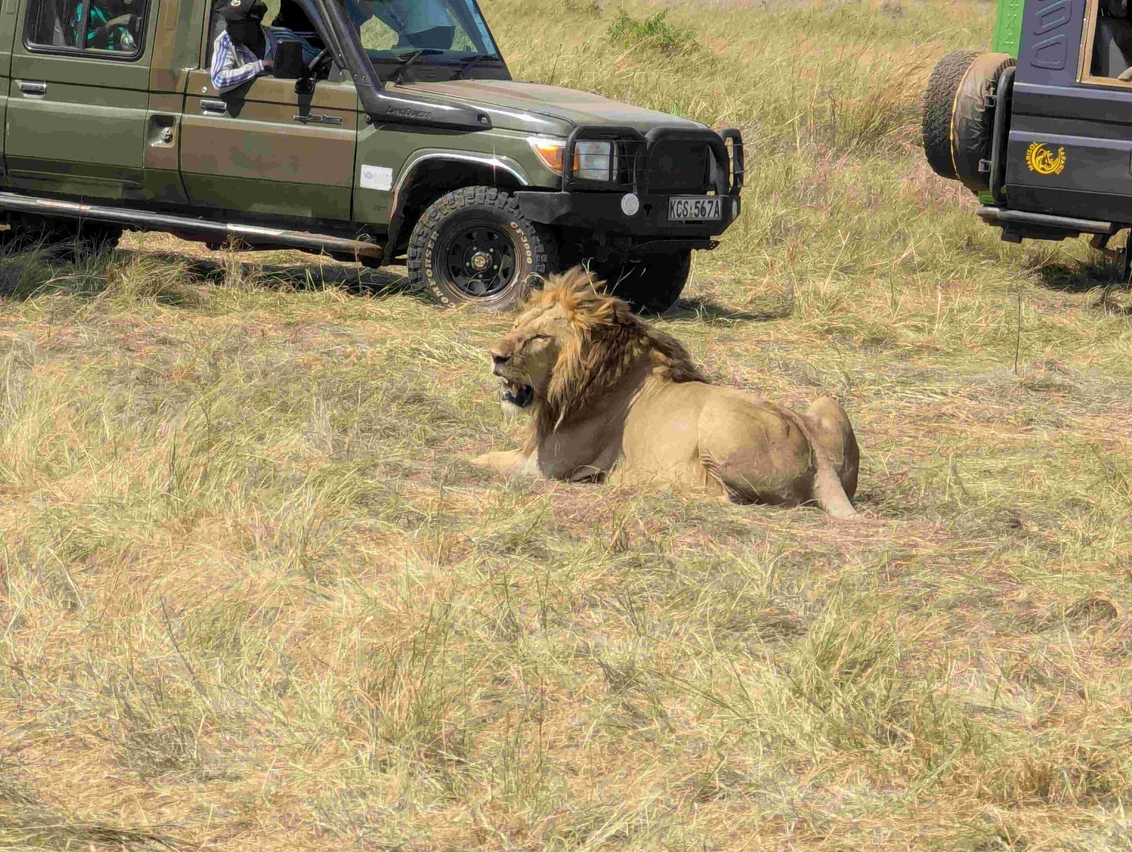 LION SIGHTING IN THE MASAI MARA