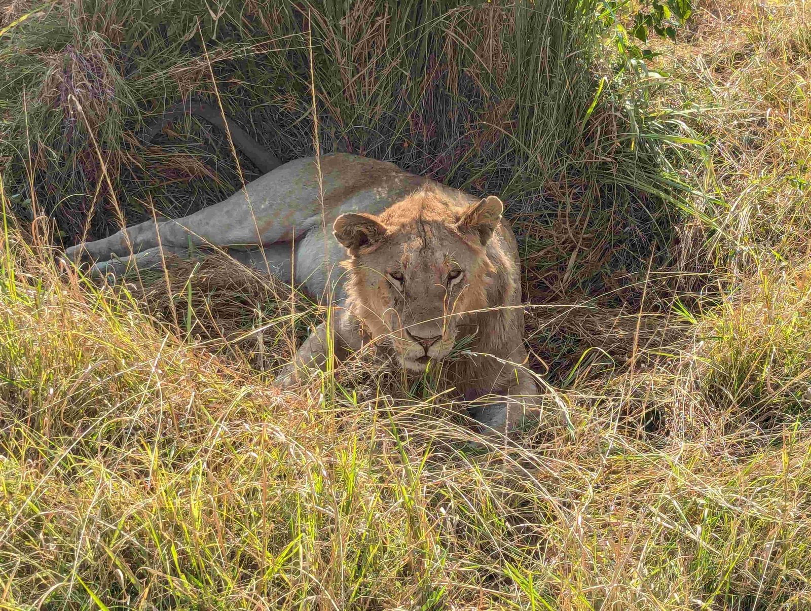 lion sheltered in the savannah